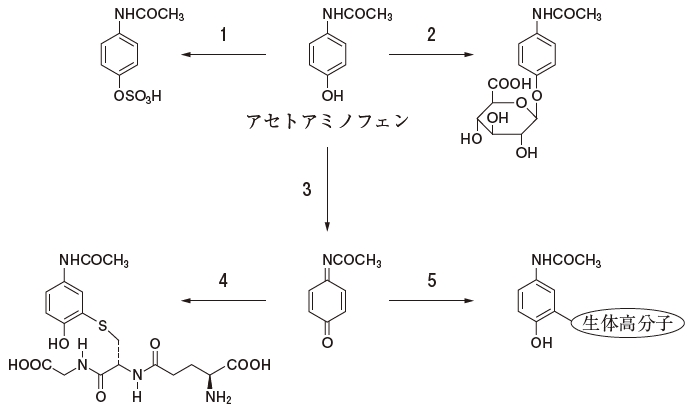 105回薬剤師国家試験問171　アセトアミノフェンによる肝毒性に関与し、エタノールにより誘導される酵素が関わる代謝過程